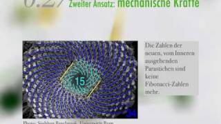 Pflanzen Muster und Zahlen [upl. by Aneekahs]