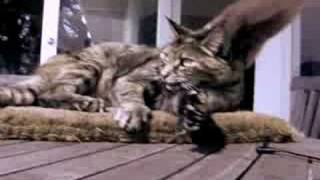 Real Live Talking Cat 6  The TRUTH About Chessie [upl. by Ellah]