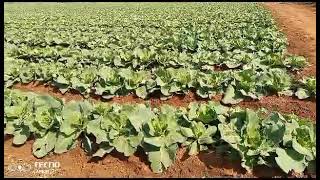 PART 10 OF OUR 90 000 PLANTS OF CABBAGES WATCH THIS VIDEO TILL TO THE END YOU WILL BE INSPIRED [upl. by Tahmosh]