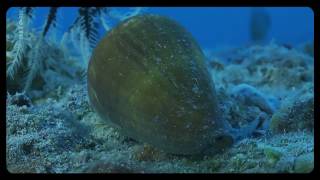 Cone Snails [upl. by Tenn]