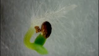 Time Lapse Microscopy of Tobacco Nicotiana tabacum Seed Germination with Roots Cotyledons [upl. by Lassiter938]