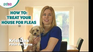 How To Treat Your House For Fleas PDSA Petwise Pet Health Hub [upl. by Asilaj]