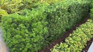 Podocarpus Hedge ScreenPrivacyPlanted and Guaranteed50 Years Experience Installing Large Trees [upl. by Kcyred]