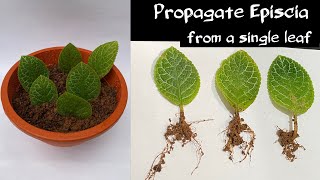 Propagating Episcia plant from a single leaf  Flame Violet propagation in soil by leaf cuttings [upl. by Cacia]