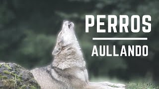 Perros Aullando Fuerte  Perros aullando como lobos Aullidos de Perros Sound effect [upl. by Aicnelev]