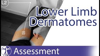 Dermatomes Lower Limb  Peripheral Neurological Examination [upl. by Alyek]