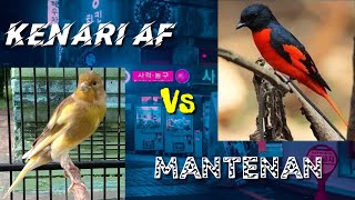 Kolaborasi MANTUL  duet Masteran Kenari AF vs Mantenan [upl. by Kcirednek]