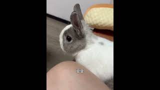 rabbit wanna eat funny cutespets cute cuteanimalrabbit [upl. by Subir434]