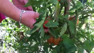 Cueillir des tomates  tomate maison [upl. by Klecka]