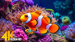 Aquarium 4K VIDEO ULTRA HD 🐠 Beautiful Coral Reef Fish  Relaxing Sleep Meditation Music [upl. by Noitsuj]