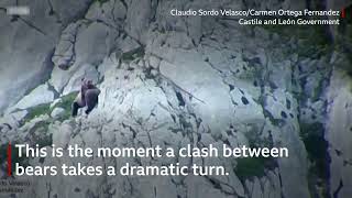 Bear fight on cliff edge ends in deadly fall [upl. by Azile]