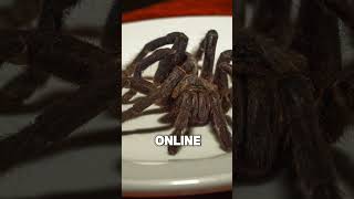 Big Spider  spider scary big cravid tarantula [upl. by Kermit]