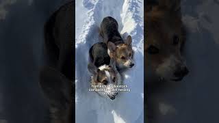 Reasons Why Corgis Are the Ideal Herding Breed corgi herdingdog dogshorts [upl. by Nnylirak]