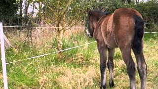 Filly Foal Name Cree Silver Mist Connemara Pony Born 2nd March 2012 [upl. by Lisandra]