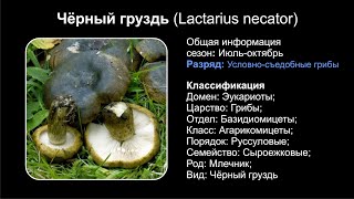 Чёрный груздь Lactarius necator [upl. by Atiram]