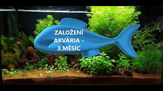 AKVARISTA ZAČÁTEČNÍK 1  Juwel RIO 125  3měsíc od založení [upl. by Eeima]