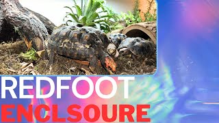 New INDOOR Redfoot Tortoise Enclosure [upl. by Esorrebma621]