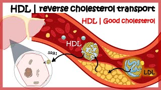 HDL  Reverse cholesterol transport [upl. by Cassandry]