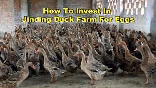 Jinding Duck Farm  How To Invest In Duck Farm [upl. by Eliga488]