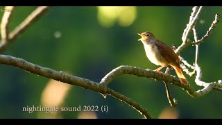 🐦 nightngale sound 2022 i 🐦 in 4K  UHD 🐦 by ani male [upl. by Clellan245]