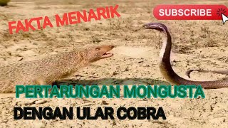 Fakta menarik pertarungan MONGUSTA dengan cobra [upl. by Anitsej119]