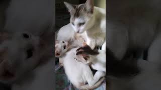 My new born kitten❤️❤️❤️  House Cat  cat ourcat domesticcat catlover petcat animals [upl. by Amme]