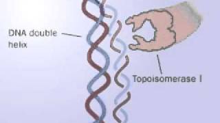 DNA Topoisomerase  Topoisomerase I and II mechanism  Releasing the tension of DNA [upl. by Aurelius790]