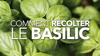 Comment récolter le basilic [upl. by Neroc]