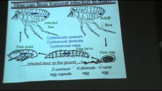 DrAzza  Parasitology  Helminths  Hymenolepis Infections  Part 2 [upl. by Evangelia]