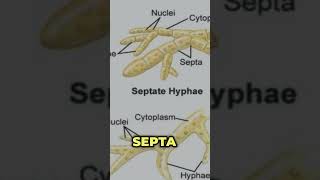 Difference between septate and aseptate hyphae coenocytic hyphae ytshorts hyphae mycelium [upl. by Arocat537]