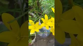 rain lily plant care tips secret plant lover gardening [upl. by Akinom516]