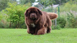 Facts About Newfoundland dog 2024  brown newfoundland dog [upl. by Erehc879]