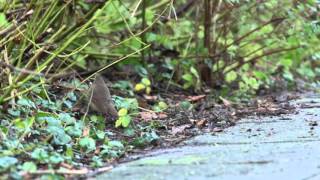 Siberian Rubythroat  Calliope calliope [upl. by Skurnik]