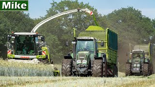 2020  GPS Häckseln mit 5 Fendt Tractors  Lu Steenweg  Claas Jaguar 950  Whole Crop Silage [upl. by Infield84]