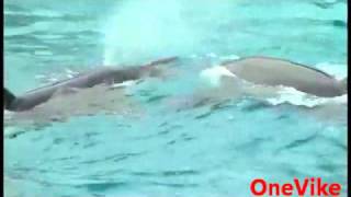 Whale Kills amp Eats Pelican During Show [upl. by Brittney]