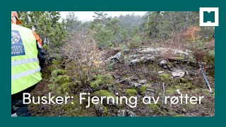 Bekjempe fremmede busker ved å fjerne røtter [upl. by Cleon]