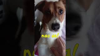 Ernesto reacts  quotÉs muito feioquot memes cachorrao humor cachorroesperto [upl. by Kluge]