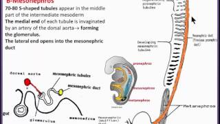 Urogenital System 3 Development of the kidney mesonephros YouTube [upl. by Nayllij]