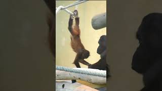 Funny Entertainment Babies Orangutan Kendari and Solshortsfunnyvideoorangutansfunnyanimalzoo [upl. by Bowe]