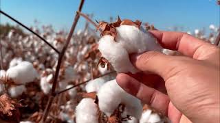 ASMR Cotton Picking ☁️ [upl. by Reinold710]