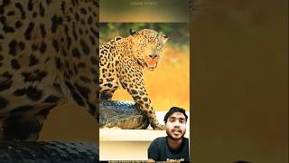 Magarmacch aur Jaguar ki ladai animals shortvideo jungle ka jivan [upl. by Kynan]