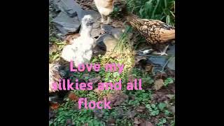 Sookie is splash silkie Wednesday is blue Black girls Love my chickens [upl. by Clare]