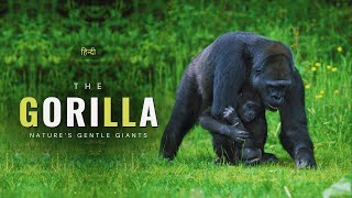 The Gorilla  Nature’s Gentle Giants – Hindi – Infinity Stream [upl. by Arihsaj]