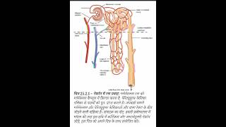 Nephron ki Diagramyoutubeshortsbsc nursing world official [upl. by Ahsea]