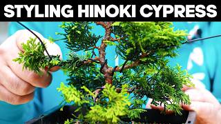 How To Style a Hinoki Cypress Bonsai for Beginners [upl. by Allebara624]