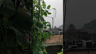 Flat t kora লেচেৰা খেতি 💚🌱shorts trendingshorts gardening love vegetables [upl. by Atimad]