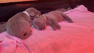 Paulas Weimaraner Puppys 2020  5 days old [upl. by Bing]