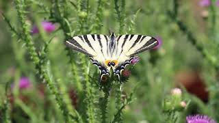 Scarce Swallowtail butterfly in the garden July 2020 [upl. by Mcclain]