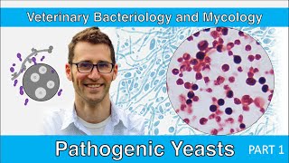 Pathogenic Yeasts Part 1  Veterinary Bacteriology and Mycology [upl. by Hal]