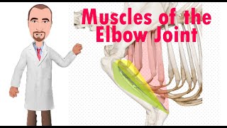 Extensors and Flexors of the Elbow Joint of the Dog [upl. by Norven]